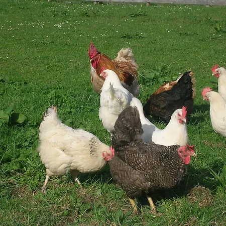 招待所 林登霍夫酒店 基茨比厄尔